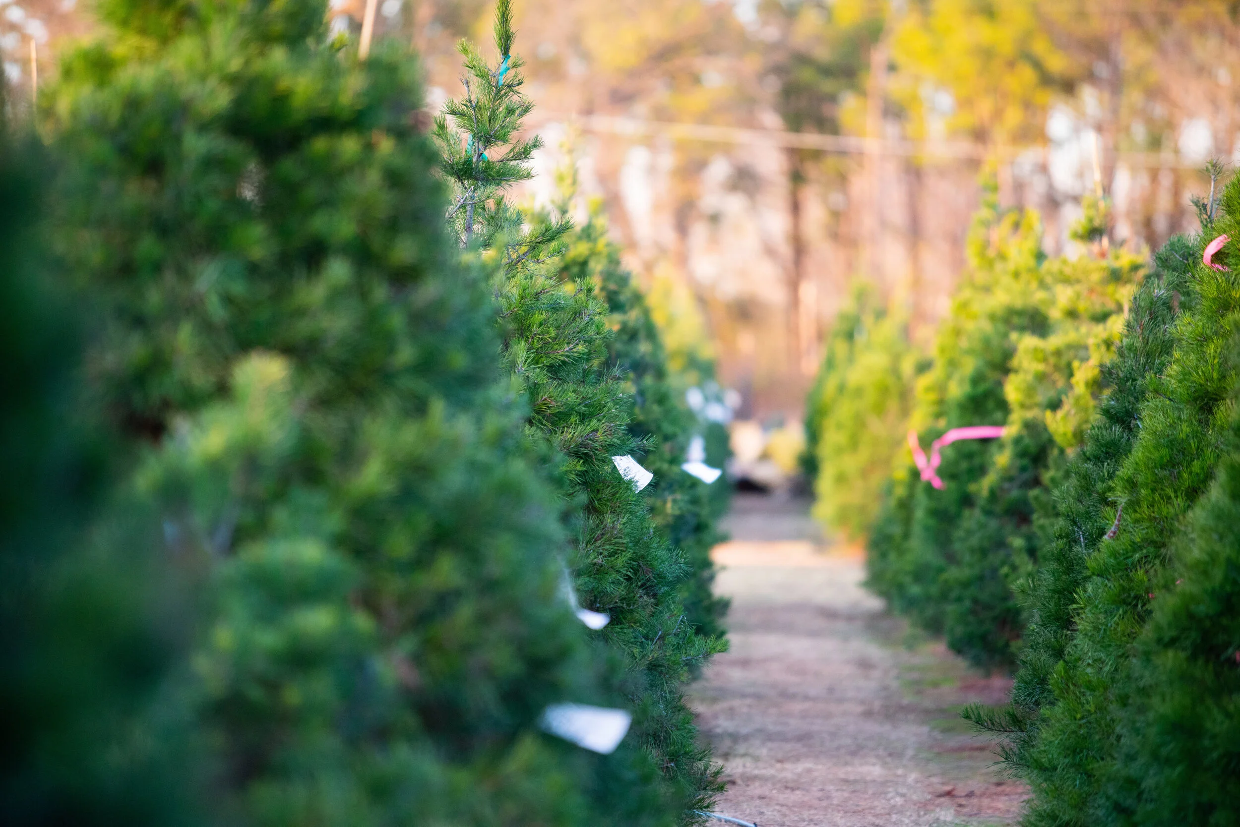 Christmas — Owasso Christmas Tree and Berry Farm