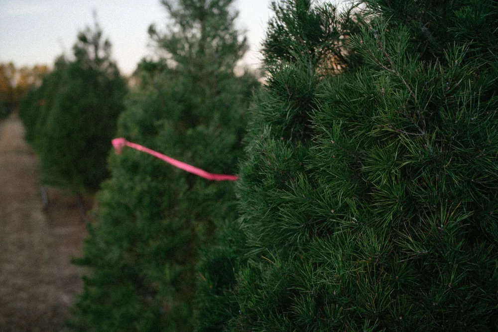 Christmas — Owasso Christmas Tree and Berry Farm