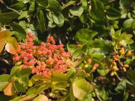 Perry Perry Fruit Perrys Fruit & Nut Nursery - Edible Trees South Australia