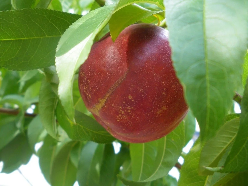 Perry Perry Fruit Stonefruit — Catalogue — Perrys Fruit & Nut Nursery