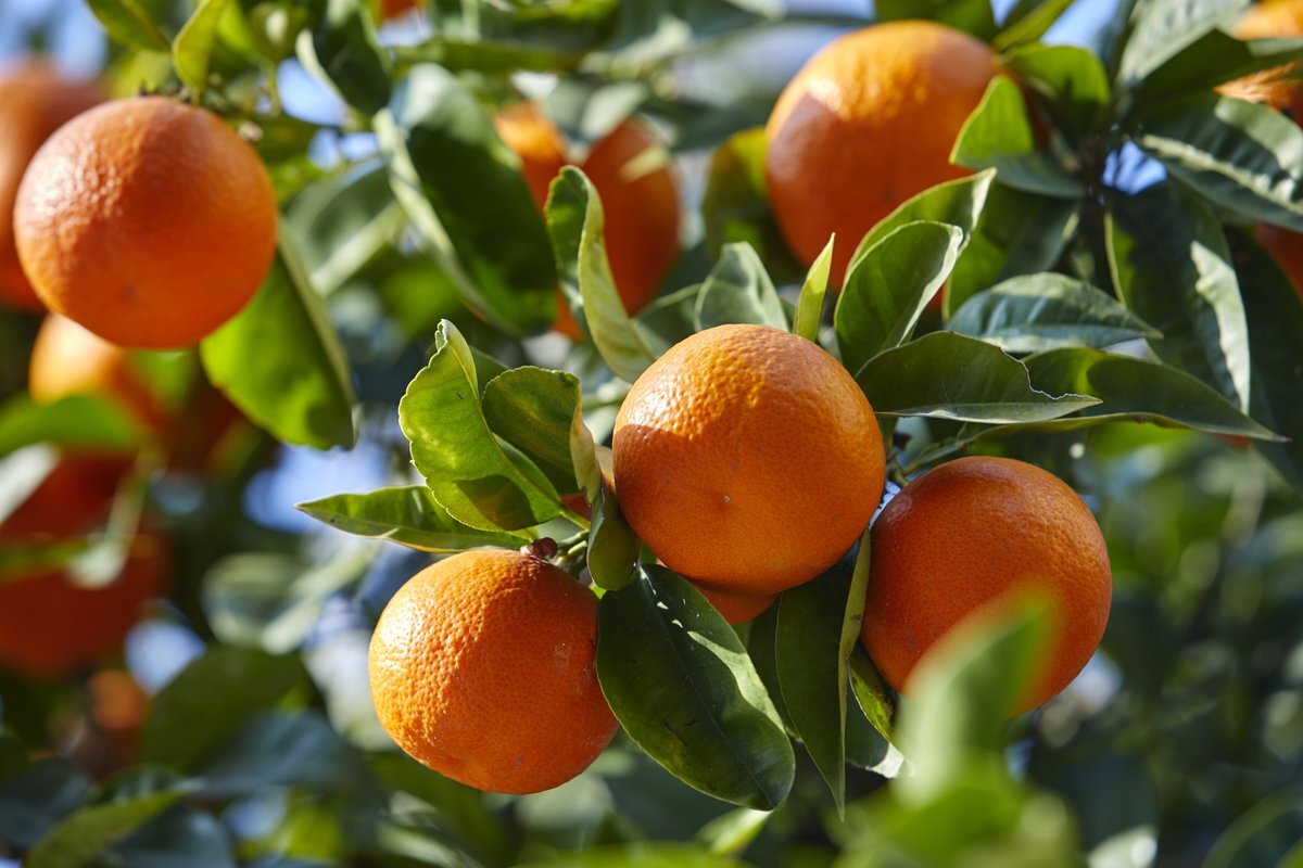 mandarin-tree-1_1200x1200.jpeg