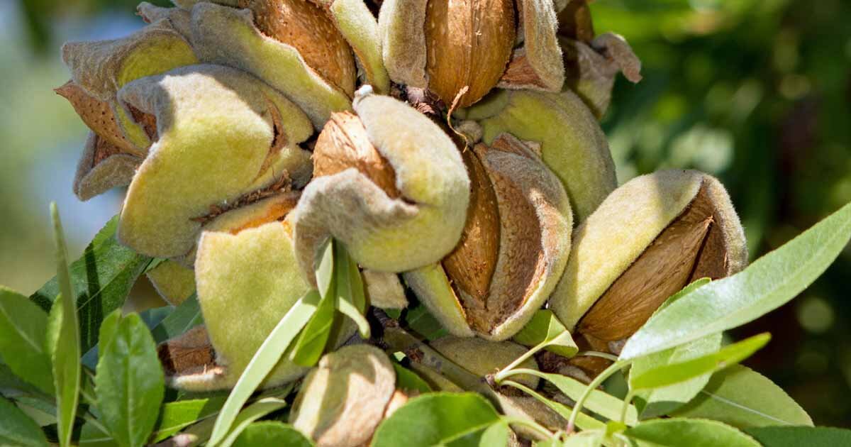 How-to-Grow-and-Care-for-Almond-Trees-FB.jpg
