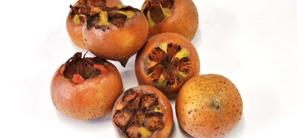Perry Perry Fruit Pomefruit — Catalogue — Perrys Fruit & Nut Nursery