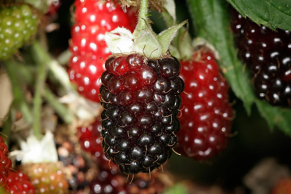 Boysenberry — Perrys Fruit & Nut Nursery