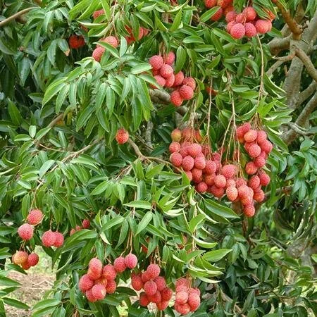 Lychee-Tree-450w_grande.jpg