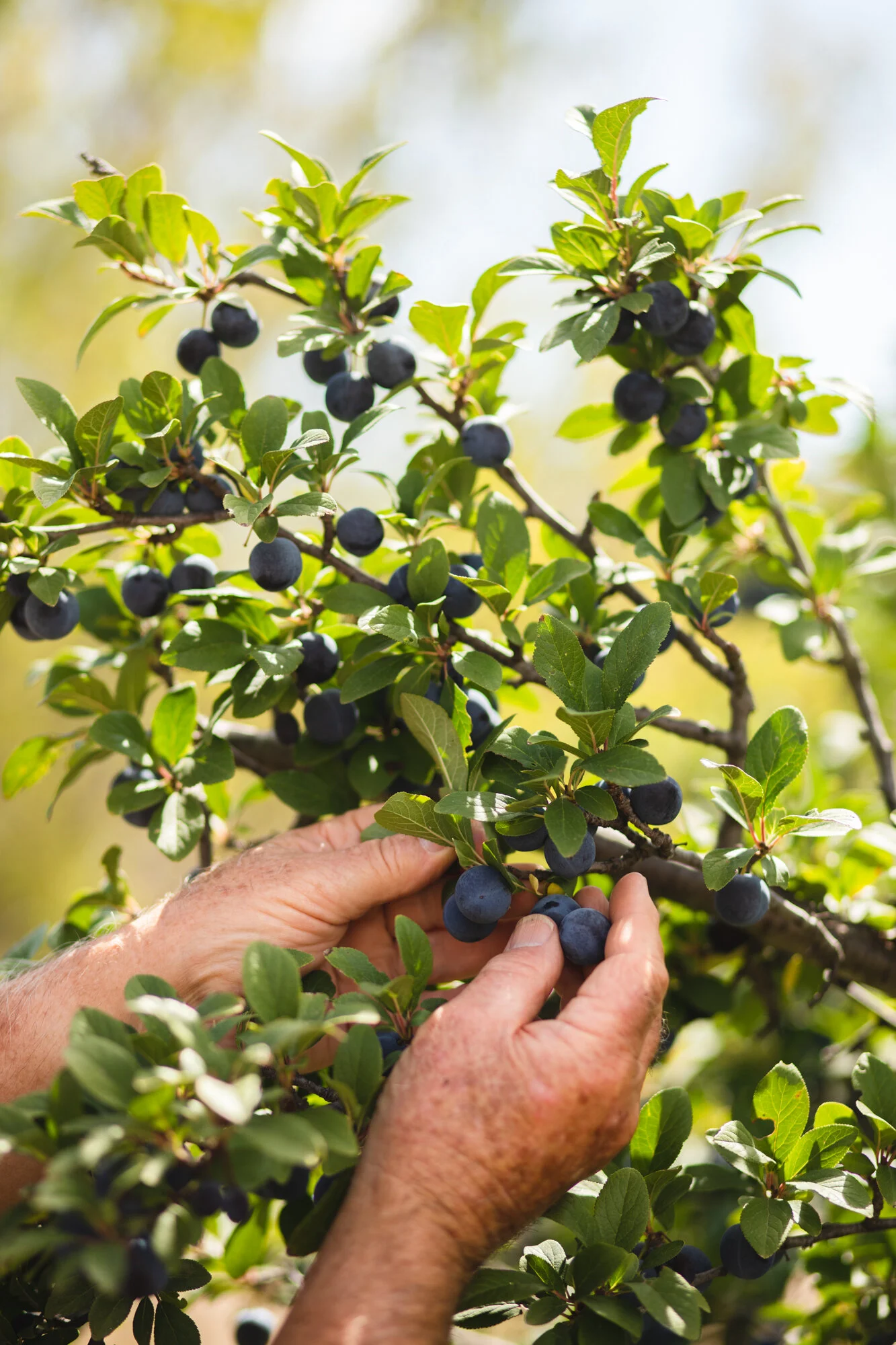 Perrys Fruit & Nut Nursery