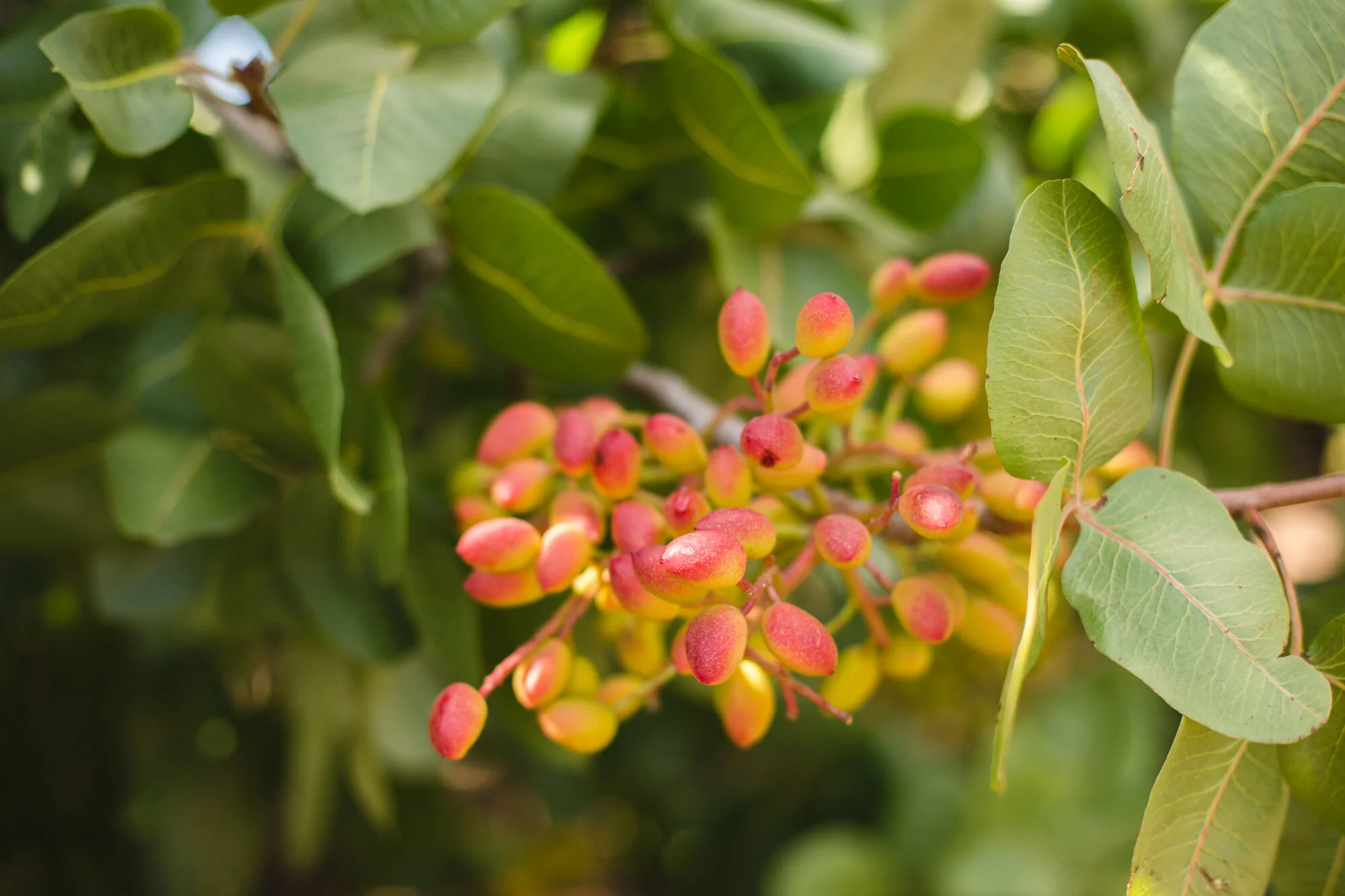 Perrys Fruit & Nut Nursery