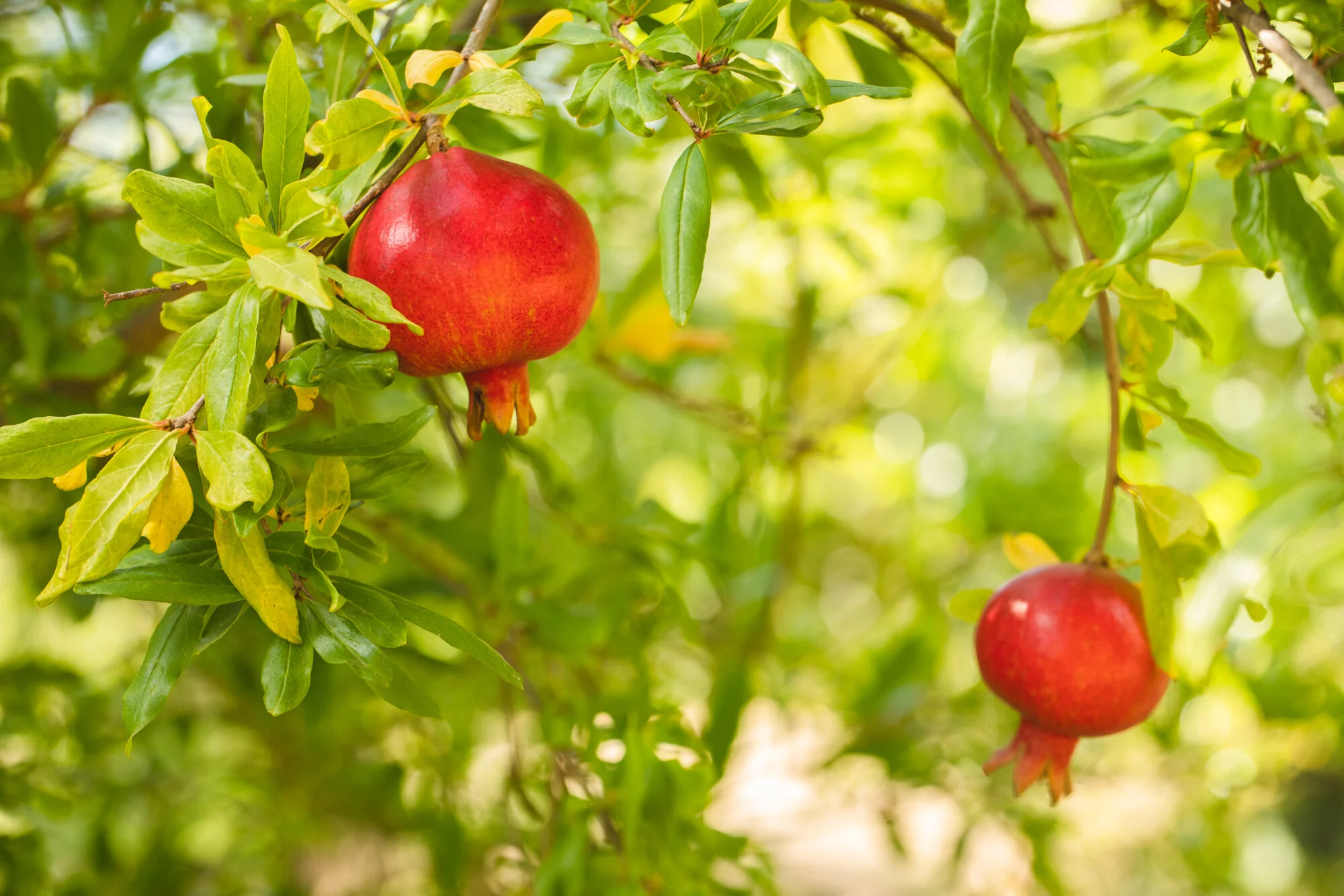 Perrys Fruit & Nut Nursery