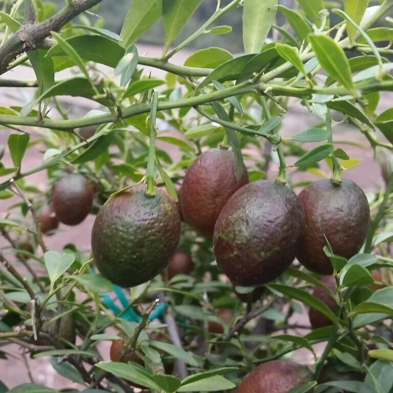 Perry Perry Fruit Australian — Catalogue — Perrys Fruit & Nut Nursery