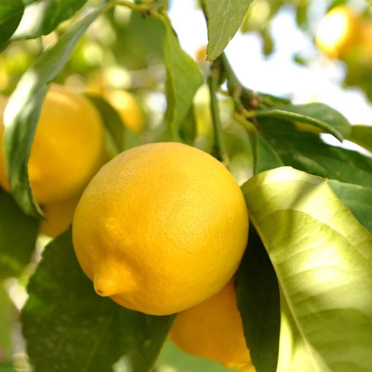 Citrus — Catalogue — Perrys Fruit & Nut Nursery