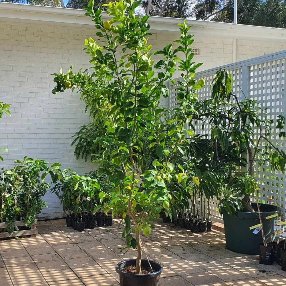 Citrus — Catalogue — Perrys Fruit & Nut Nursery