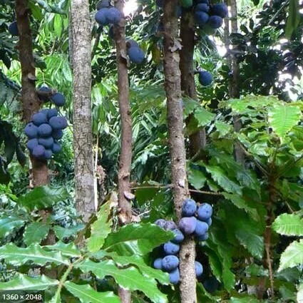 Perry Perry Fruit Australian — Catalogue — Perrys Fruit & Nut Nursery