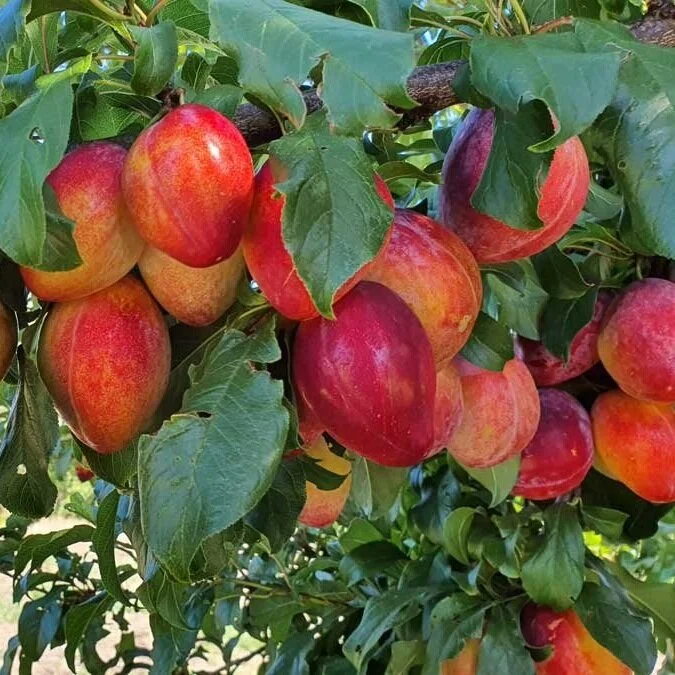 Perry Perry Fruit Stonefruit — Catalogue — Perrys Fruit & Nut Nursery
