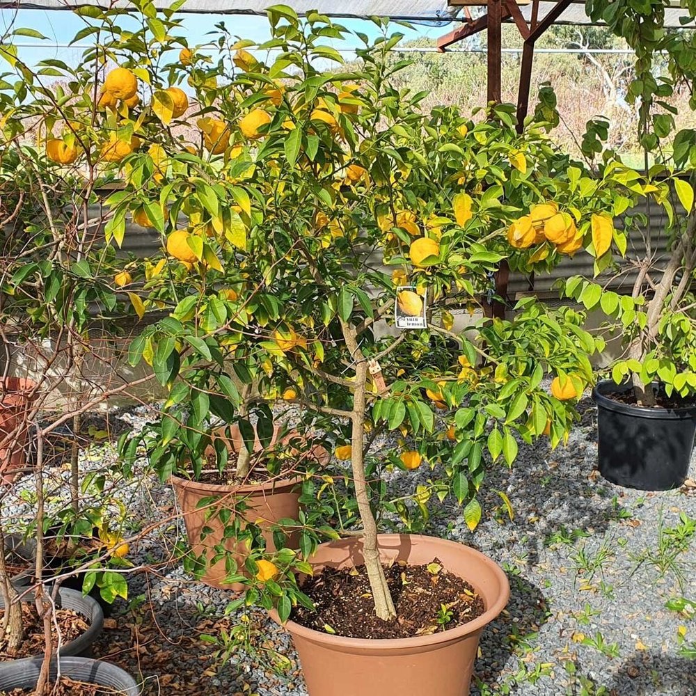 Citrus — Catalogue — Perrys Fruit & Nut Nursery
