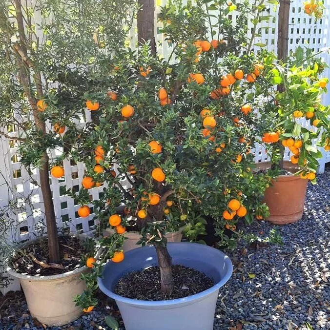 Citrus — Catalogue — Perrys Fruit & Nut Nursery