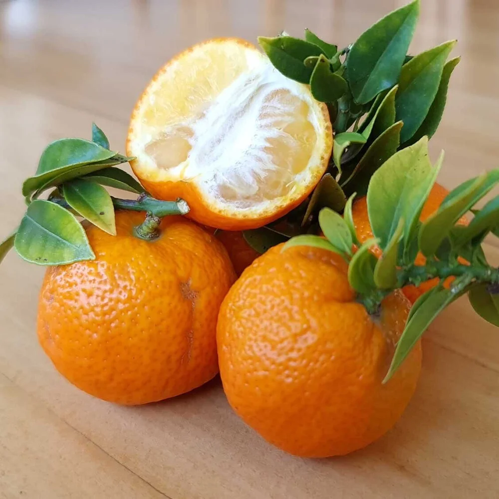 Citrus — Catalogue — Perrys Fruit & Nut Nursery