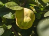 Perry Perry Fruit Perrys Fruit & Nut Nursery - Edible Trees South Australia