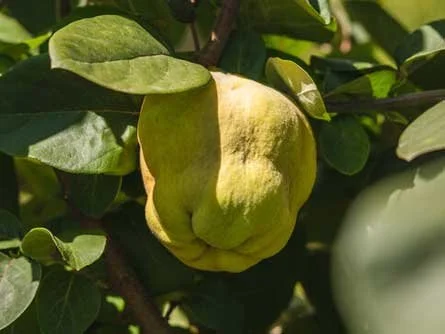 Perry Perry Fruit Perrys Fruit & Nut Nursery - Edible Trees South Australia