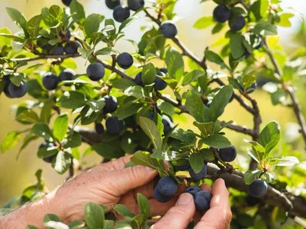 Perry Perry Fruit Perrys Fruit & Nut Nursery - Edible Trees South Australia