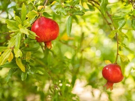 Perry Perry Fruit Perrys Fruit & Nut Nursery - Edible Trees South Australia