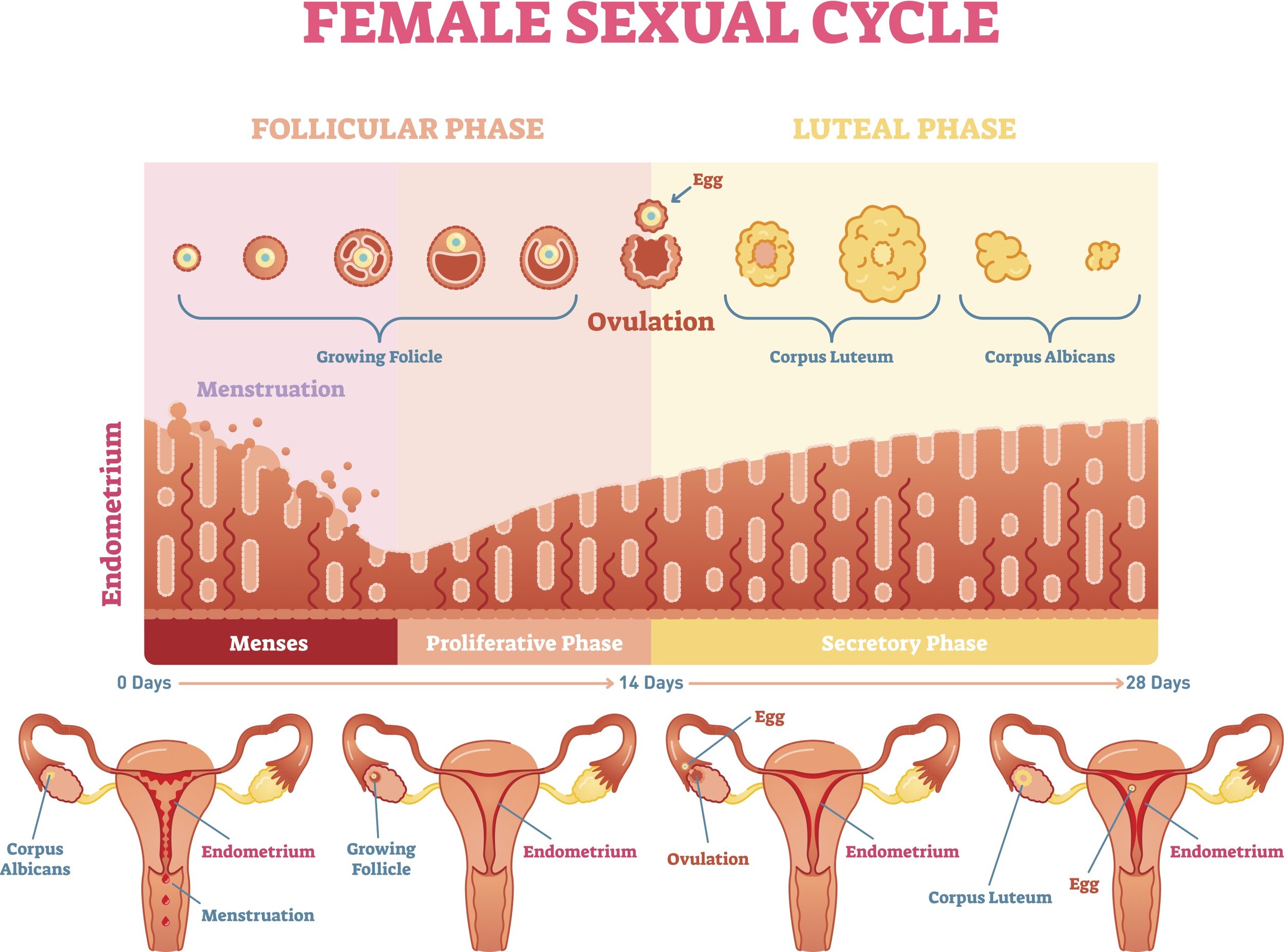 The Luteal Phase of Your Menstrual Cycle – Garnuu
