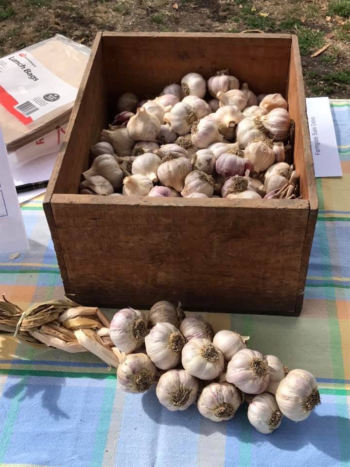 garlic photo.jpg