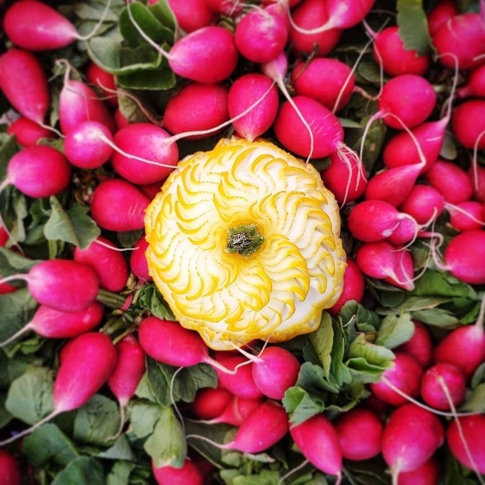 thriving foods squash in radish bed.jpg