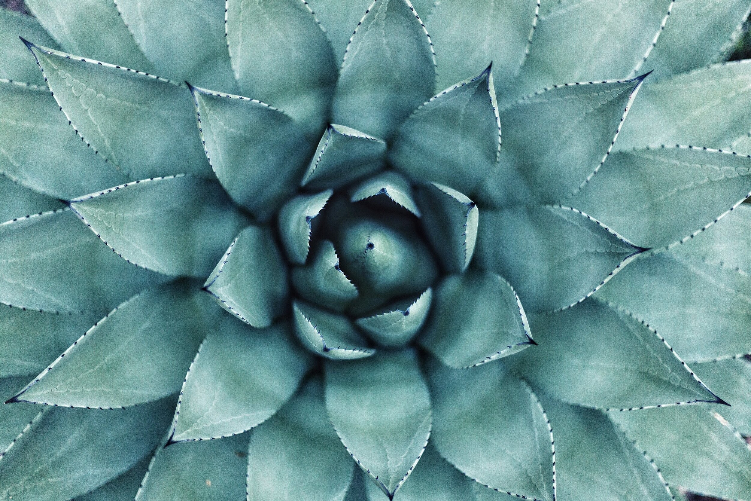 Agave (vetplant) als milieuvriendelijke biobrandstof