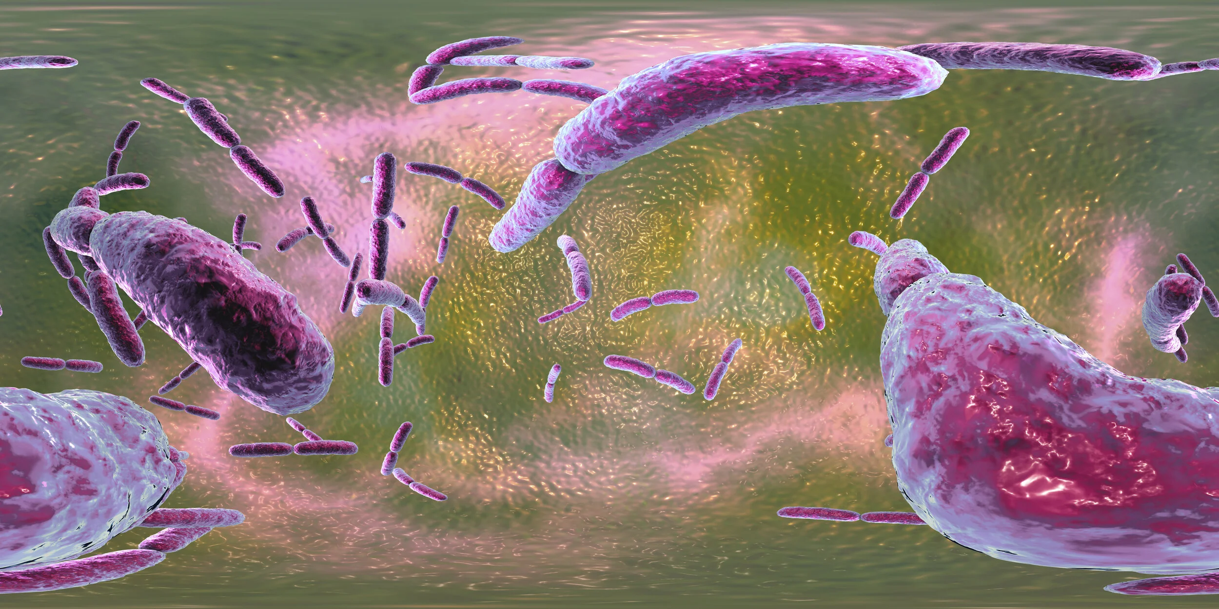 lactobacillus 3d bilde.jpg