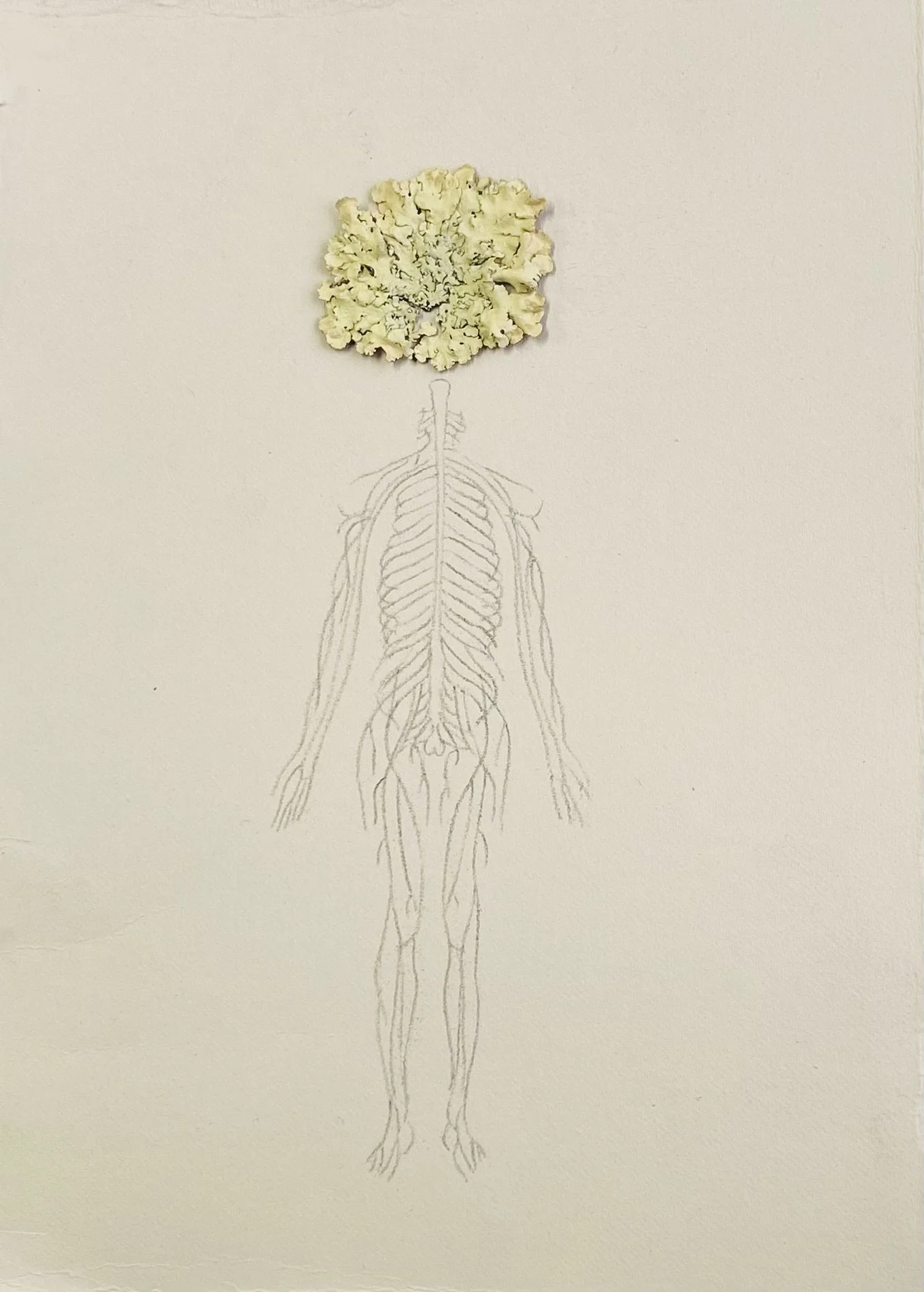 pencil and Lichen on paper 25 x18cm.jpeg