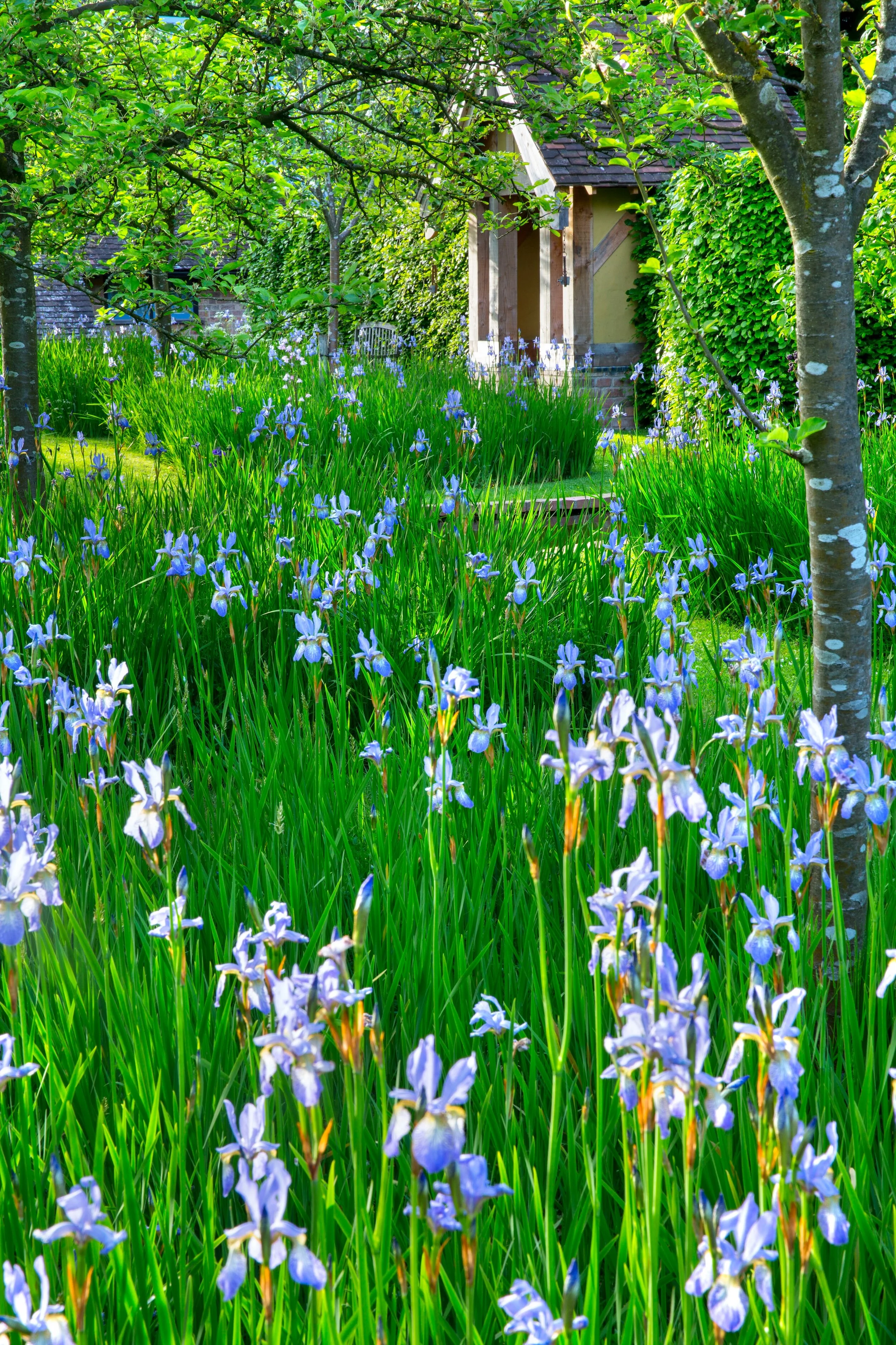 Bryan's Ground irises