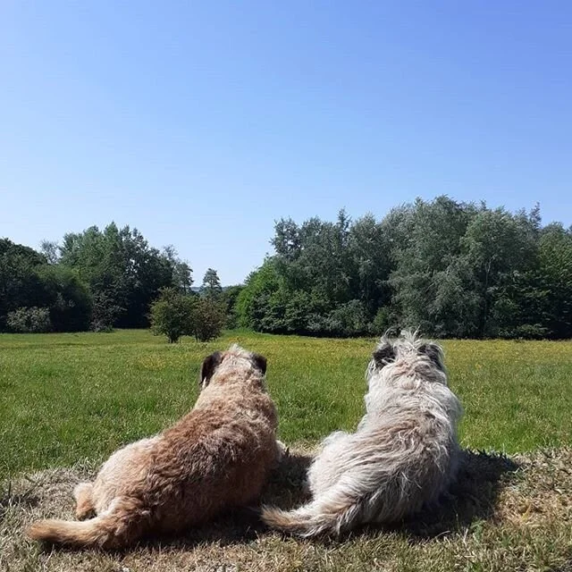 Double trouble: Bridie and Isaac, mother and son, taking it easy while on border patrol from their vantage point on the ha-ha overlooking the meadow at Bryan's Ground. The distant trees line the bank of the River Lugg which, here, delineates the border between Herefordshire and Radnorshire, England and Wales.
www.bryansground.co.uk
#bryansground #bryansgroundgardenandarboretum #bryansgroundpress #hortus #hortusjournal @hortusjournal #double #doubletrouble #mother #motherandson #son #terrier #terrierlove #terriers #terriersofinstagram #border #borderpatrol #haha #meadow #rivermeadow #riverbank #riverlugg #luggvalley #herefordshire #radnorshire #england #wales #marches #bordercountry #mortimercountry #presteigne