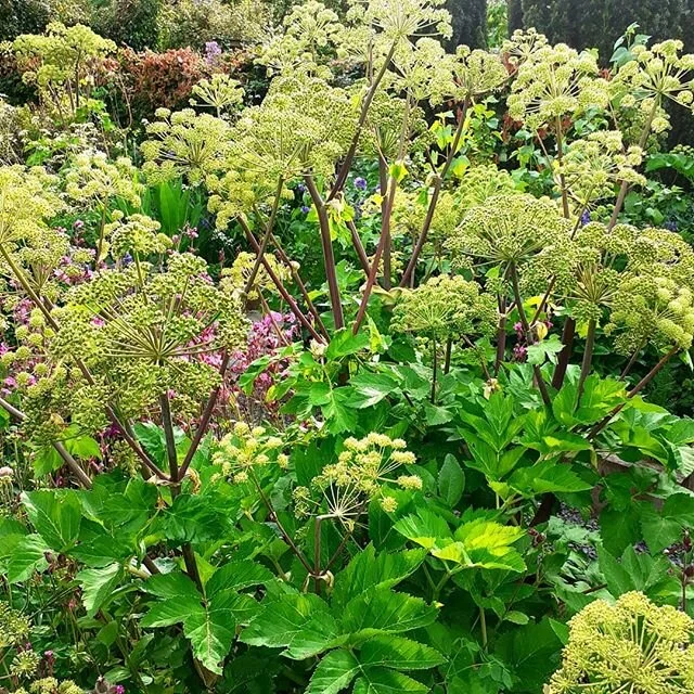 Archangel (Angelica officinalis) flowering in the Pigeonnier Garden in the Old Walled Garden at Bryan's Ground. Mid-June.
www.bryansground.co.uk
#bryansground #bryansgroundgardenandarboretum #bryansgroundpress #hortus #hortusjournal @hortusjournal #archangel
#angelica #angelicaofficinalis #pigeonnier #walledgarden #june #junegarden #juneflowers #summer #summergarden #summerflowers #herefordshire #herefordshiregardens #englishgardens #welshbordergardens #mortimercountry #presteigne