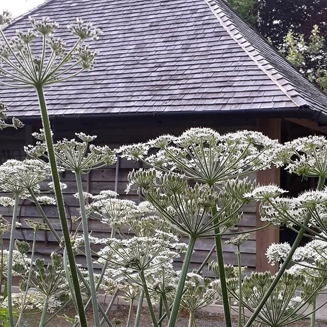 OTHER PEOPLE'S WEEDS No.5. Hogweed (Heracleum sphondylium) flowering in the formal garden at Bryan's Ground. Mid-June.
www.bryansground.co.uk
#bryansground #bryansgroundgardenandarboretum #bryansgroundpress #hortus #hortusjournal @hortusjournal 
#weeds #hogweed #heracleum #heracleumsphondylium #formalgarden #formalgardendesign #gardendesign #contemporarygardendesign #contemporarygarden #nativeplants #nativeflowers #nativeflora #wildflora #wildflowers #wildplants #cedarwood #cedarwoodshingles #shingles #shakes #herefordshire #herefordshiregardens #englishgardens #welshbordergardens #mortimercountry #presteigne