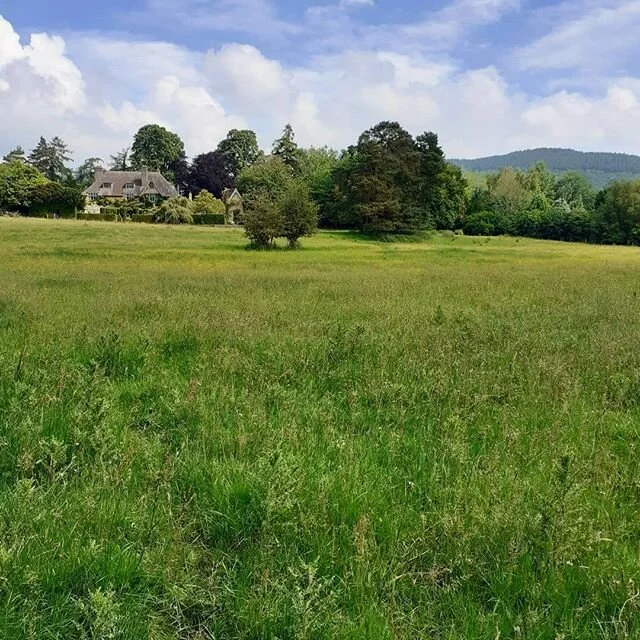 In the meadow at Bryan's Ground. Walking back to the house. Mid-June.
www.bryansground.co.uk
#bryansground #bryansgroundgardenandarboretum #bryansgroundpress #hortus #hortusjournal @hortusjournal #meadow #rivermeadow #meadowgrass #meadowgrasses #herefordshire #herefordshirelandscape #welshborders #welshborderlandscape #welshmarches #mortimercountry #presteigne