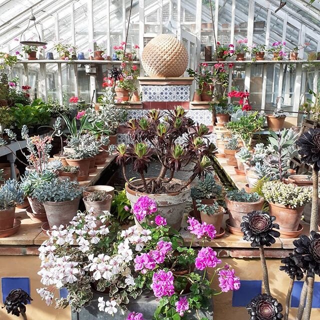 The pool (inspired by our sojourn in Andalucia many years ago) in the greenhouse at Bryan's Ground. Mid-June.
www.bryansground.co.uk
#bryansground #bryansgroundgardenandarboretum #bryansgroundpress #hortus #hortusjournal @hortusjournal #pool #formalpool #formalgardendesign #andalucia #alpujarra #alpujarras #greenhouse #edwardiangreenhouse #edwardiangarden #edwardianhouse #artsandcrafts #artsandcraftsgarden #artsandcraftshouse #herefordshire #herefordshiregardens #englishgardens #welshbordergardens