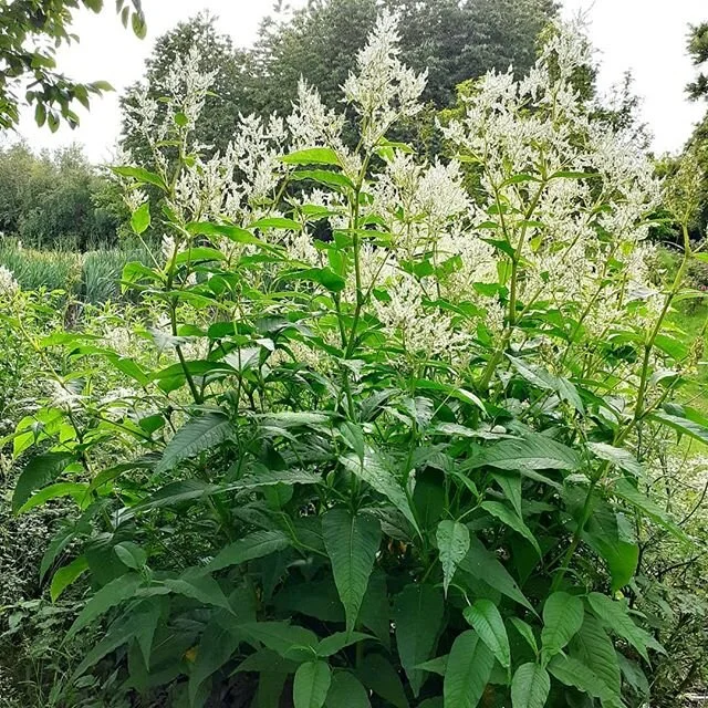Persicaria amplexicaulis alba ('Mountain  Fleece') growing to a height of 6ft beside the leat leading to Strongacre Pool in Cricket Wood at Bryan's Ground. Late June. www.bryansground.co.uk 
#bryansground #bryansgroundgardenandarboretum #bryansgroundpress #hortus #hortusjournal @hortusjournal #persicaria #persicariaamplexicaulis #persicariaamplexicaulisalba #june #junegarden #juneflowers #herefordshire #herefordshiregardens #englishgardens #englishgarden #englishcountrygarden #welshbordergardens #welshbordercountry #welshmarches #mortimercountry #presteigne
