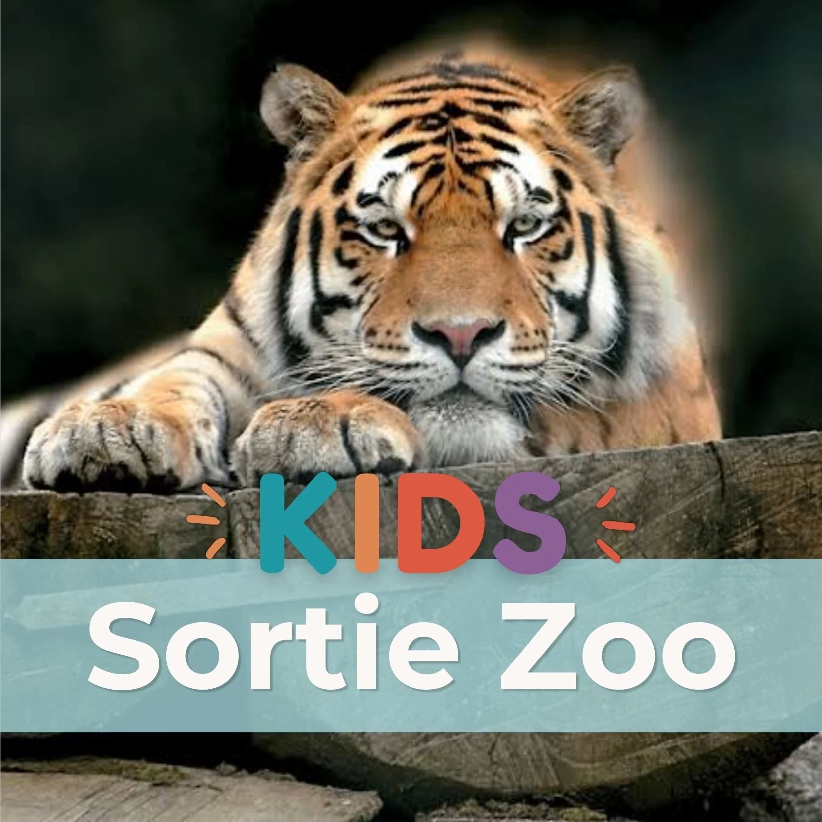 Sortie Zoo, image de tigre