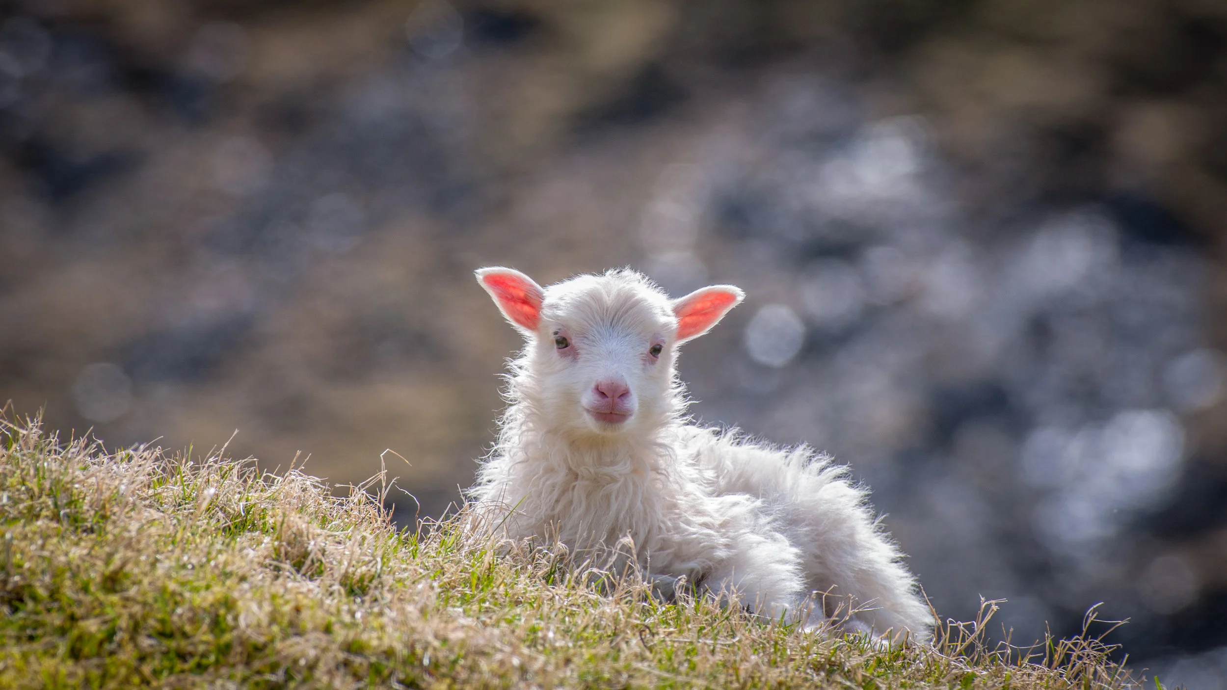 The Close of Lambing Season