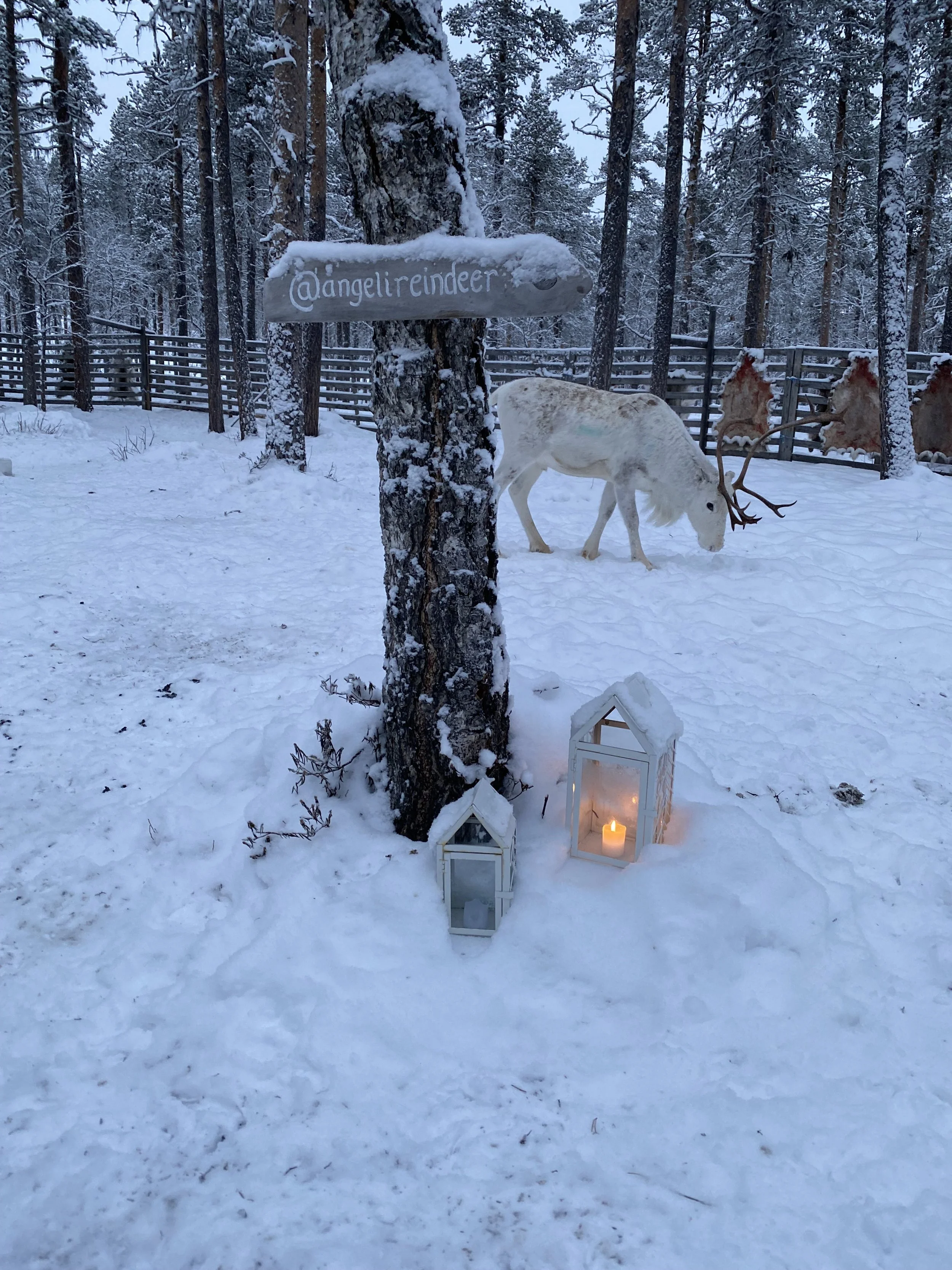 Zu Besuch auf der "Angeli reindeer-farm"