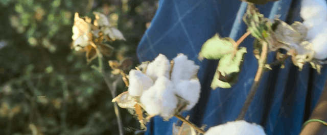 Cotton Queen - Suzannah Mirghani