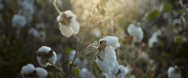Cotton Queen - Suzannah Mirghani