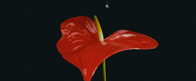 Rendez-Vous - Sonia Sieff