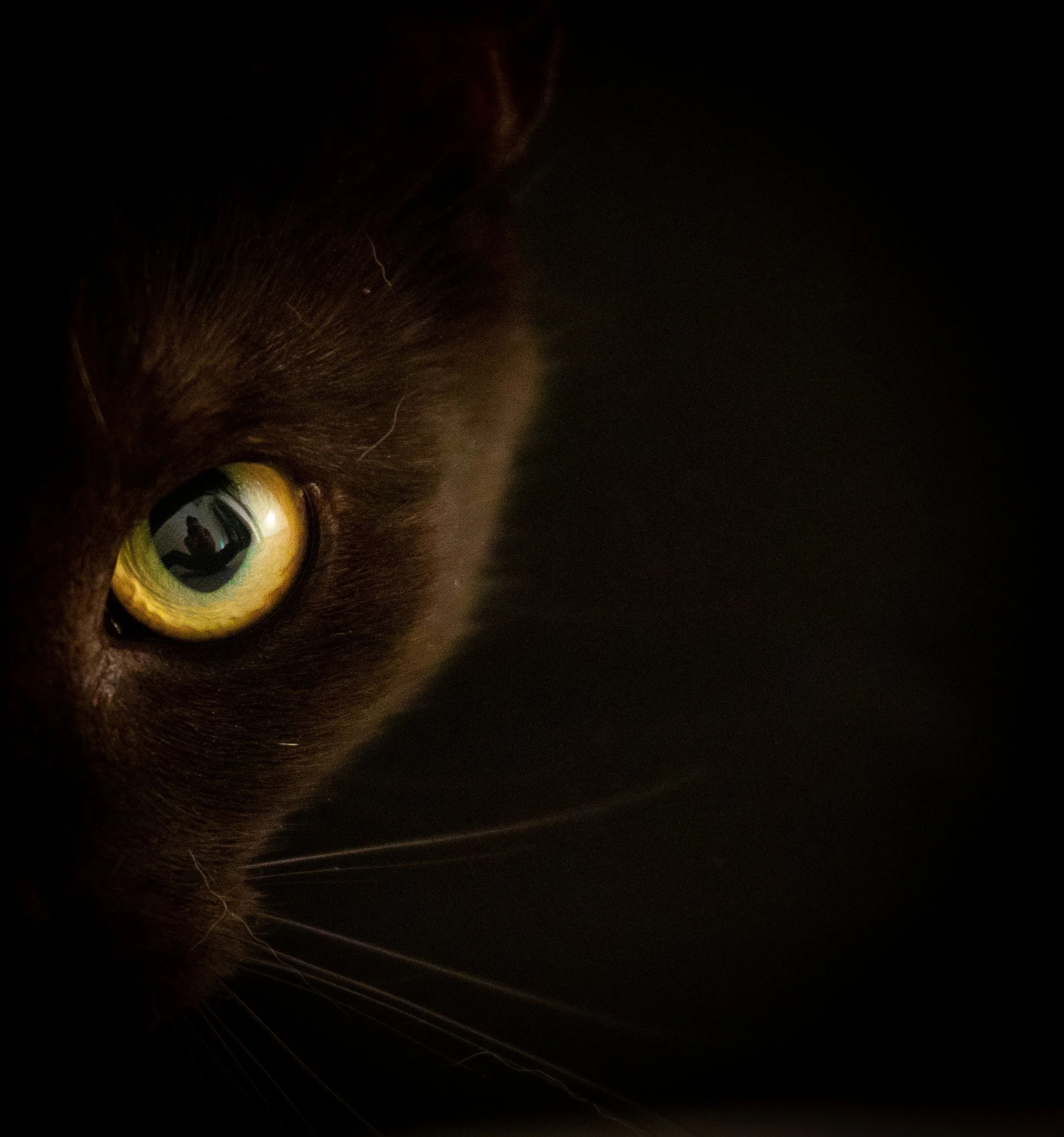 Poes