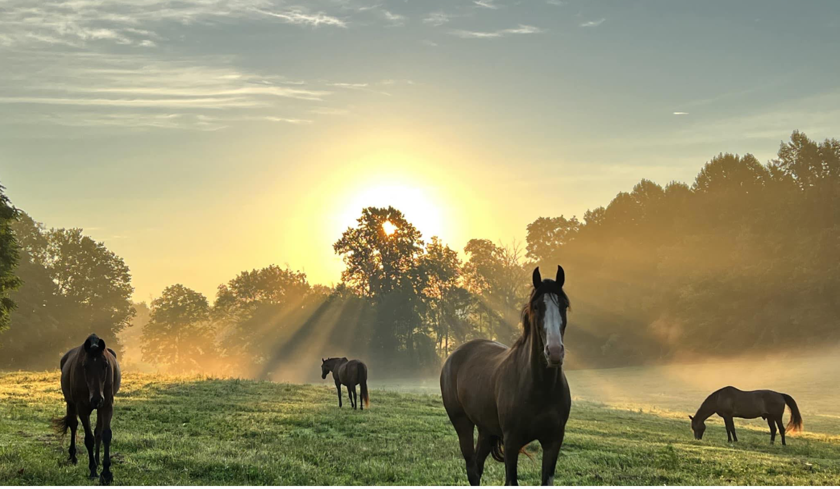 Care for the Retired Horse 