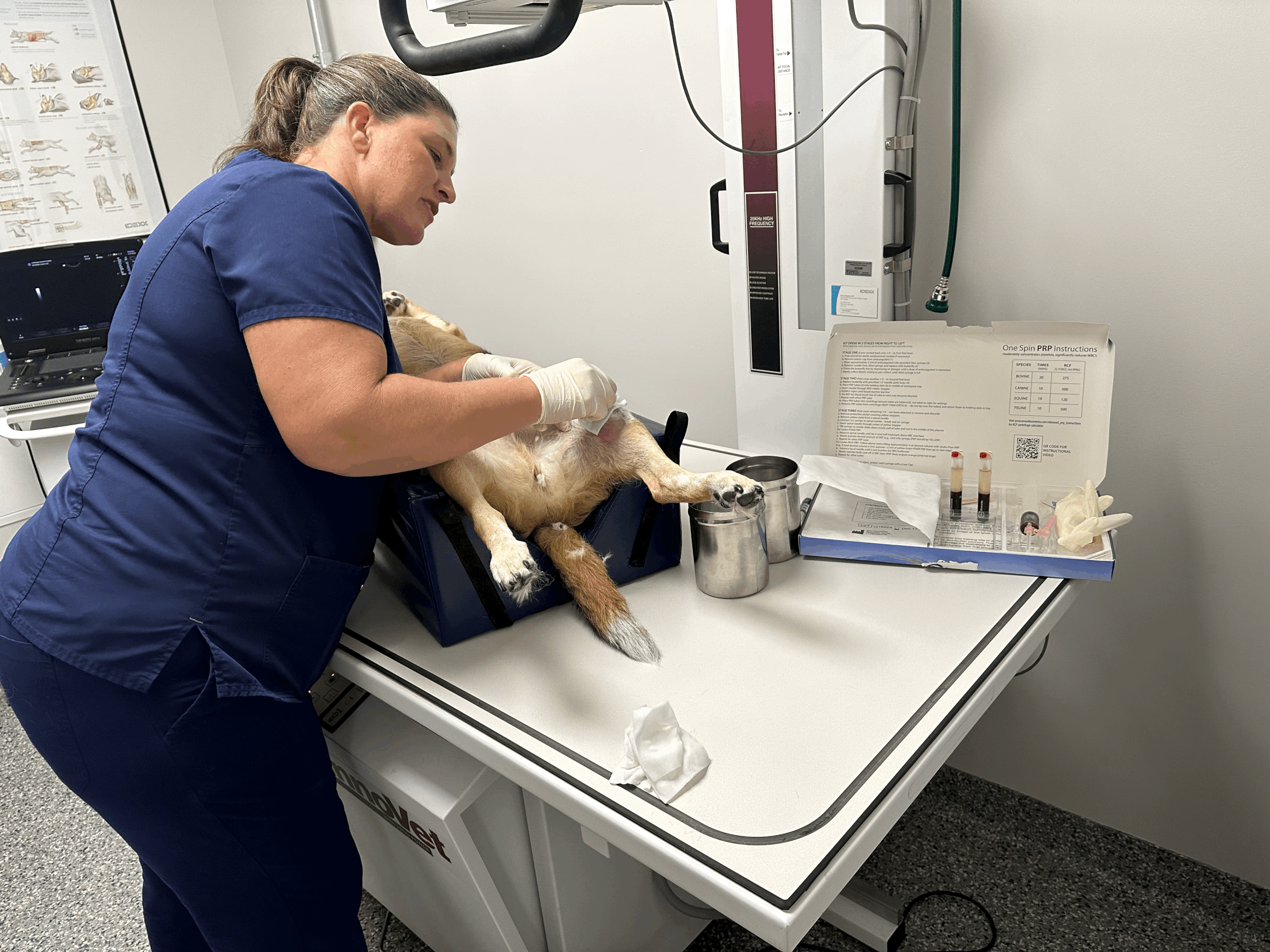 Platelet Rich Plasma in Equine and Canine Rehabilitation