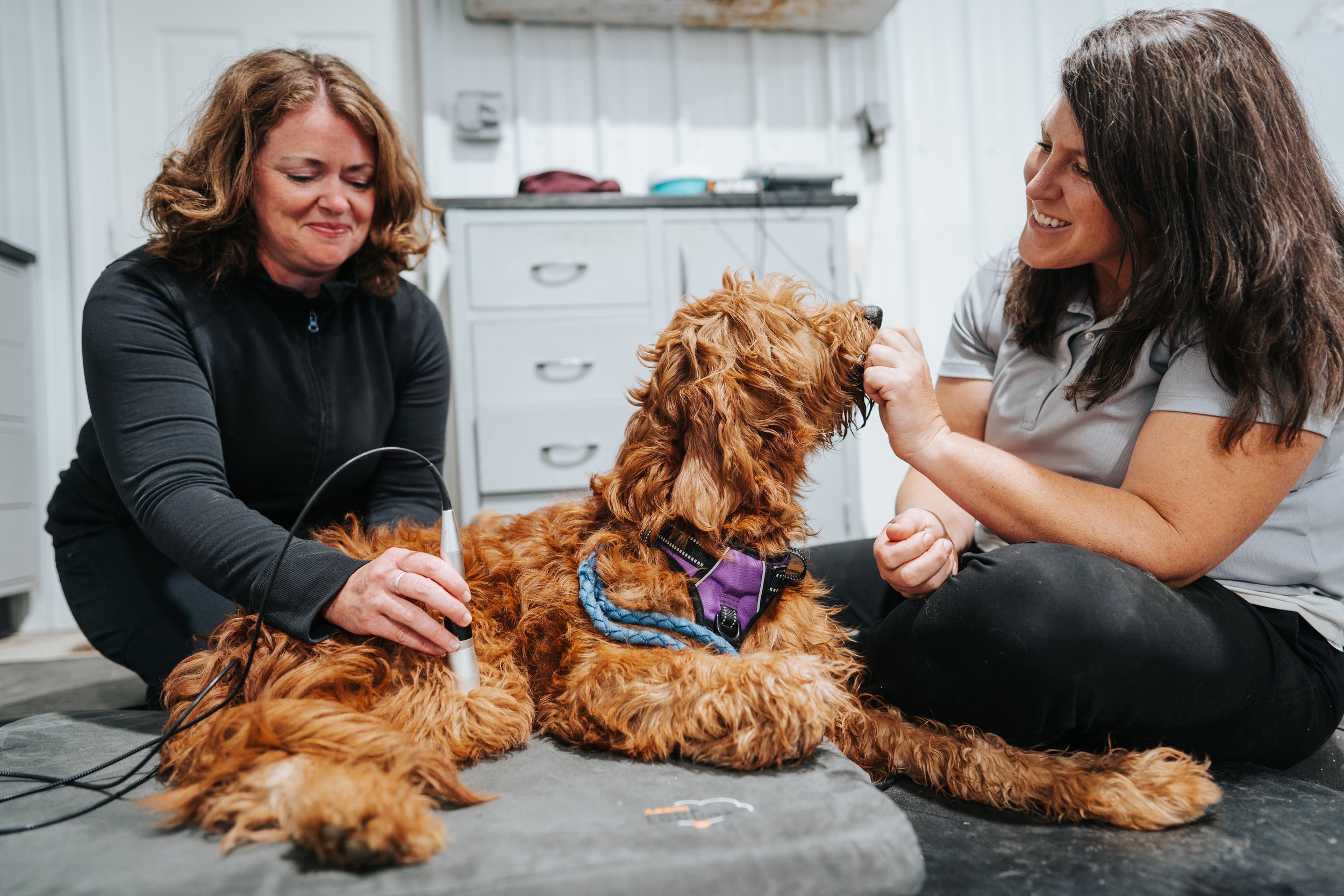 Therapeutic Laser Therapy at VRSVA