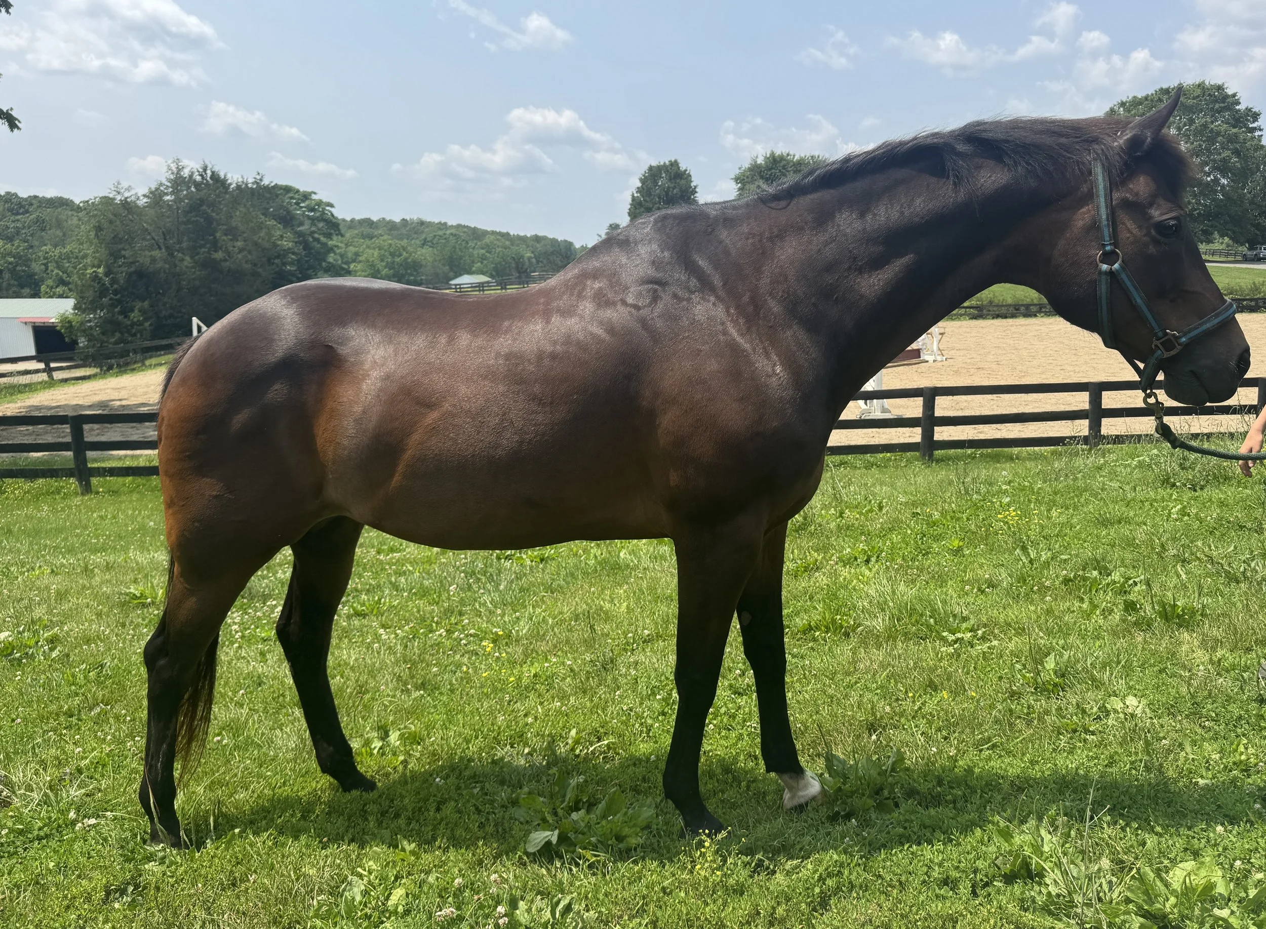 How Veterinary Rehabilitation Can Help Horses with Laminitis