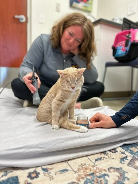 Veterinary Rehabilitation for Cats: Challenges, Misconceptions, and How We Help Them Succeed