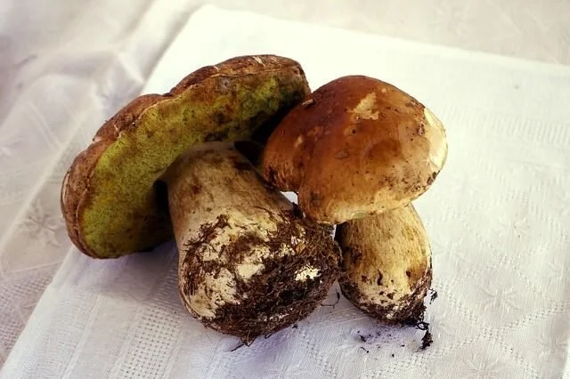 Porcini may be hard to find. But if you can not get hold of them in the gourmet markets you can use white mushrooms and dried porcini (they are readily available).